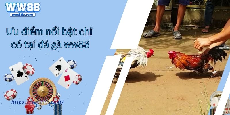 Ưu điểm nổi bật chỉ có tại đá gà ww88