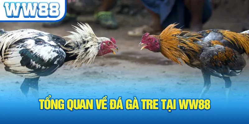 tong-quan-ve-da-ga-tre-tai-ww88_1_11zon